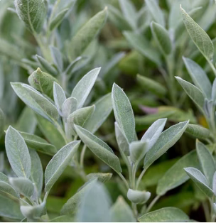 Bikenda™ Blemish Removing Beauty Cream 42 Bikenda™ Blemish Removing Beauty Cream